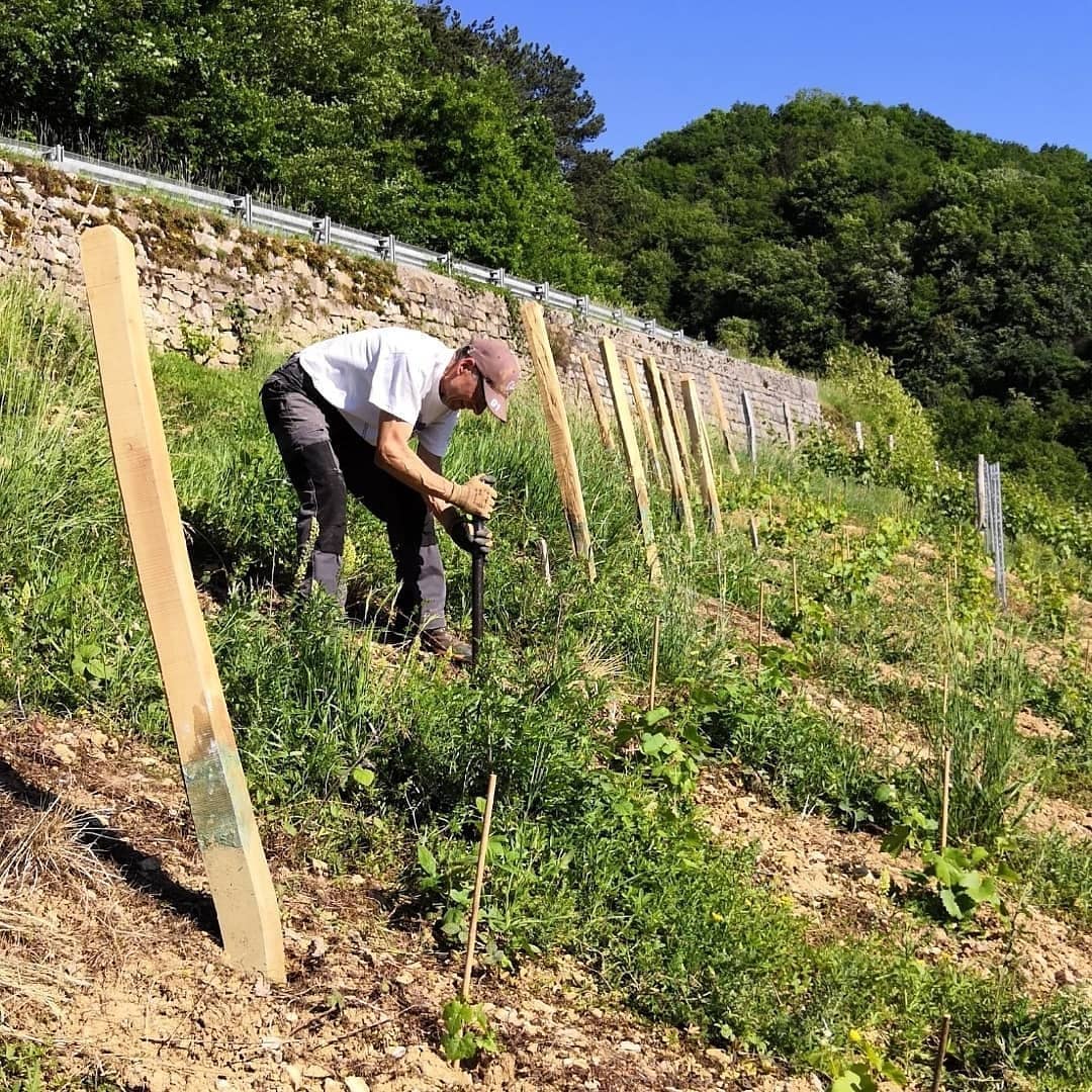 Vigneron au travail dans les vignes en coteaux de Cornelle