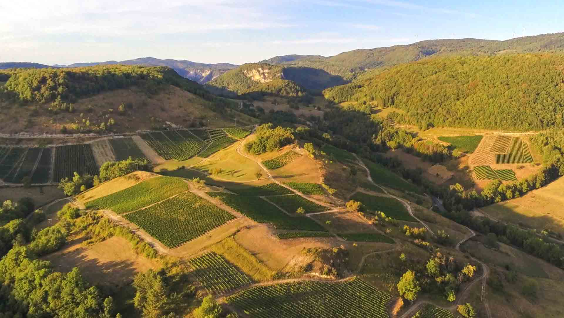 Vignes en coteaux de Cornelle, vignoble du Cerdon
