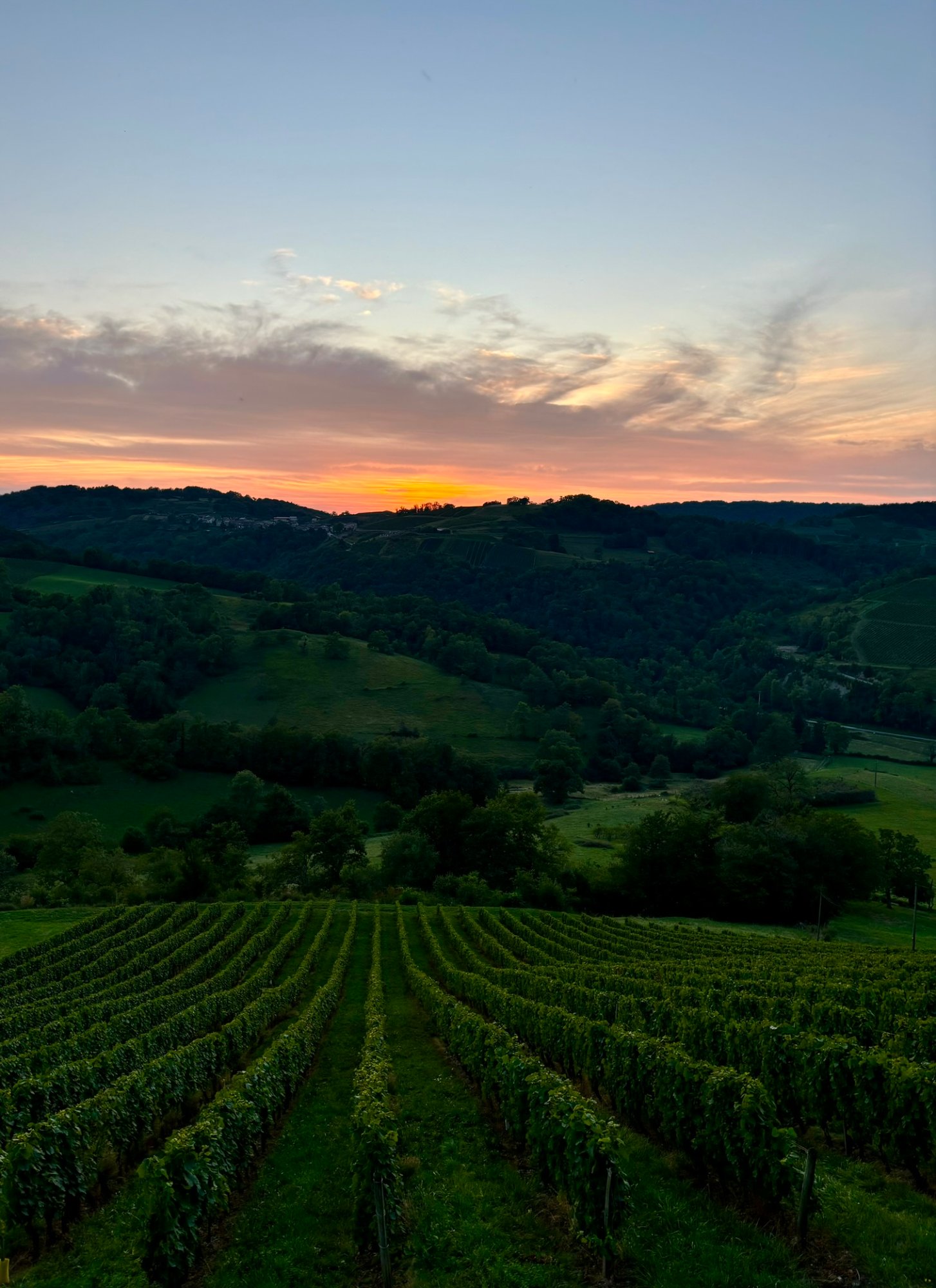 Coucher de soleil sur les rangs de vigne du Domaine Rondeau, dans le Bugey