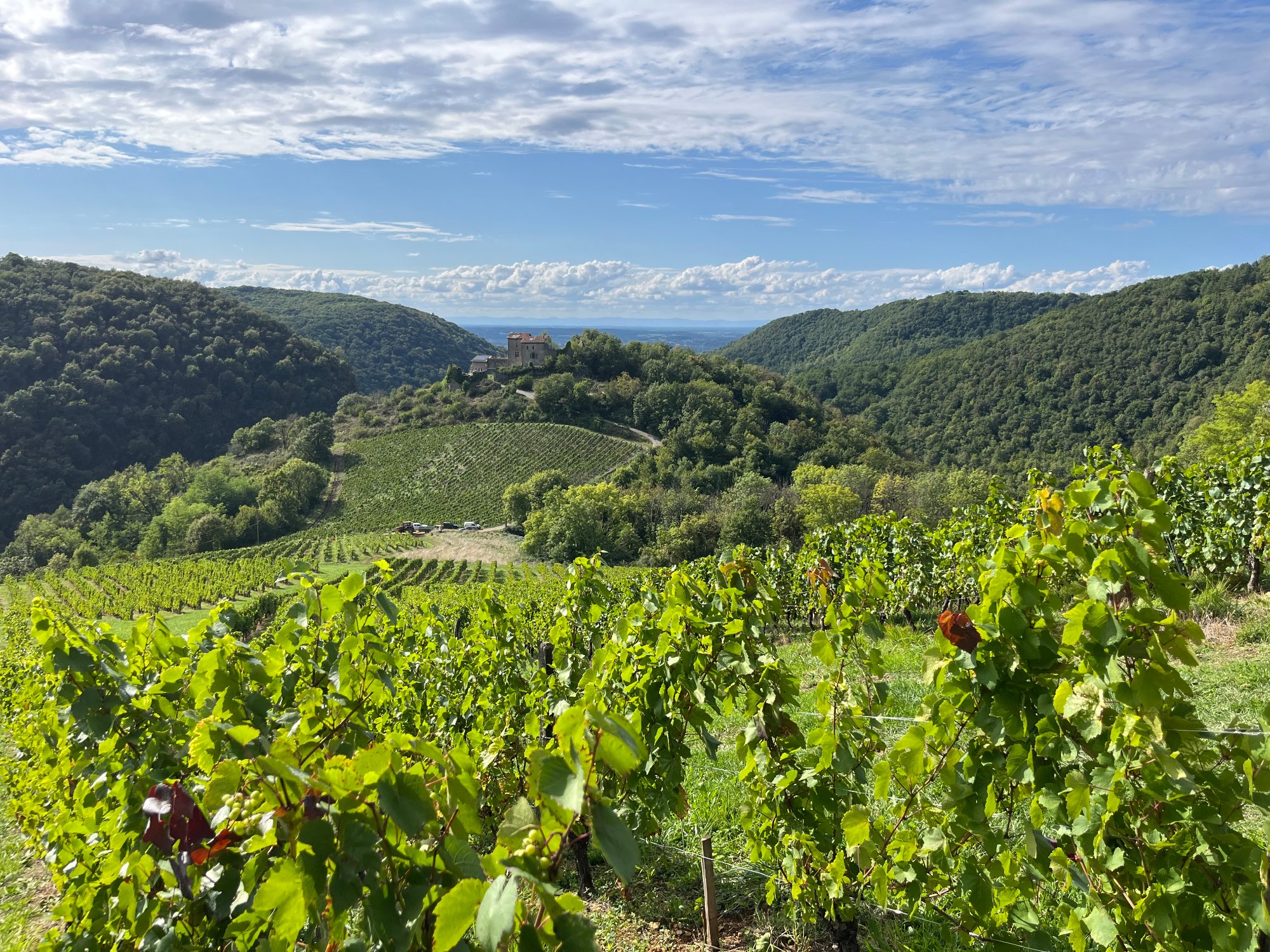 Vignes du Domaine Rondeau sur les coteaux de Cornelle, dans le Bugey